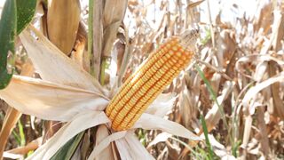 SWEETCORN 2 2