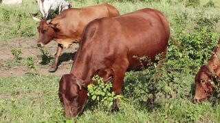 Cattle on a farm 15