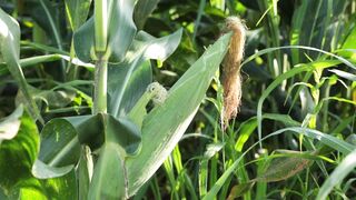 SWEETCORN 4