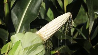 SWEETCORN 7