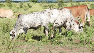 Cattle on a farm 13