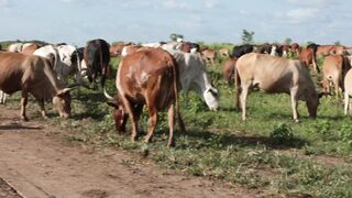 Cattle on a farm 12