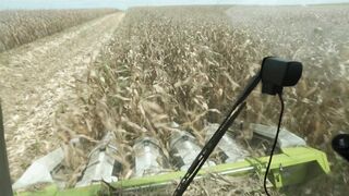 Corn harvester in action 7