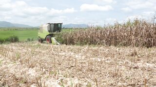 Corn harvester in action 12