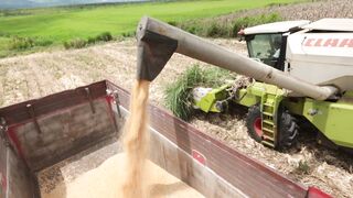 Corn harvester in action 15