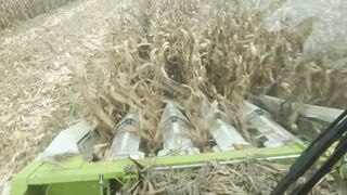 Corn harvester in action 8
