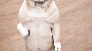 funny videos 469