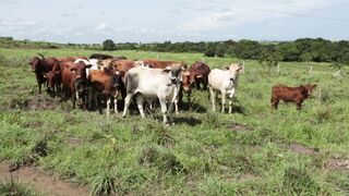Cattle on a farm, Lucala, Angola 101