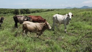 Cattle on a farm, Lucala, Angola 96