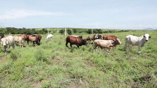 Cattle on a farm, Lucala, Angola 97
