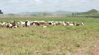 Goats on a farm, Lucala, Angola 4