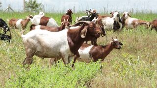 Goats on a farm, Lucala, Angola 14