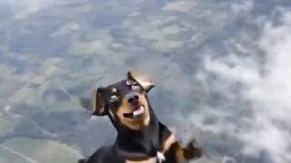 funny videos 471