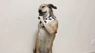 funny videos 468