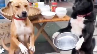 funny videos 473