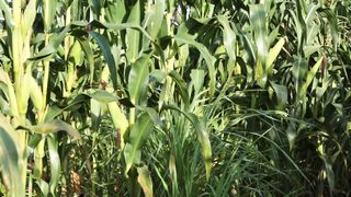SWEETCORN 5