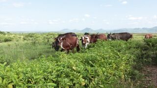 Cattle on a farm 3