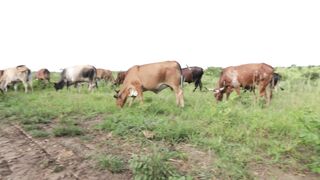 Cattle on a farm 5