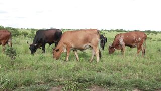 Cattle on a farm 7