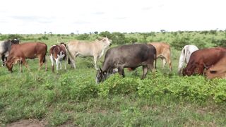 Cattle on a farm 8