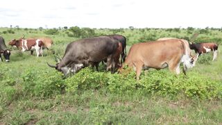 Cattle on a farm 9