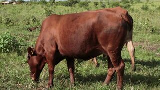 Cattle on a farm 11