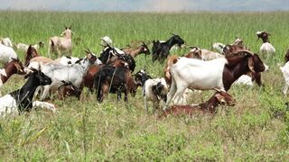 Goats on a farm, Lucala, Angola 5