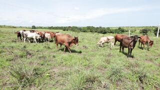 Cattle on a farm, Lucala, Angola 100