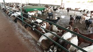 Goats on a farm, Lucala, Angola 49