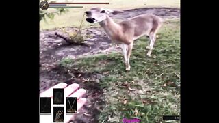 Look it's a cute deer!