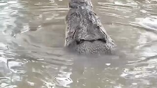 Bizarre News #BizarreNews #Viral 336