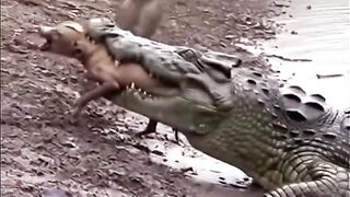 Bizarre News #BizarreNews #Viral 337