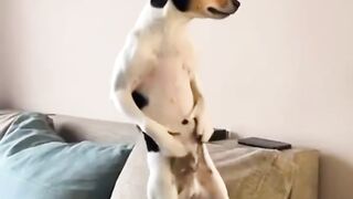 Dance dog