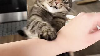 Cute Lover Cats
