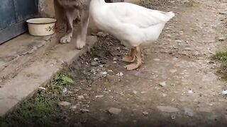 Feathered Guide