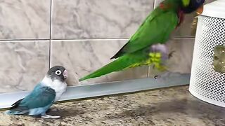 Cute Parrot Dance 2