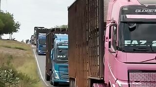 Transporte de gado direto pra fazenda 2 rios