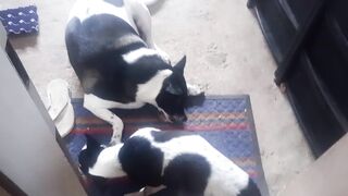 Meu lindo cachorro 🐕🐕🐕