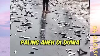 3 Hujan unik paling aneh di dunia!! nomer 3 ada di indonesia versi PLUSTOTO4D