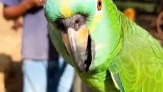 ELE NÃO CANTA, O PAPAGAIO FALA A REAL!