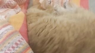 Video 694