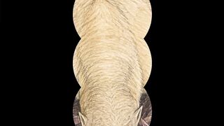 And the anteater