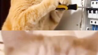Kesetrum, kucing kocak🤣