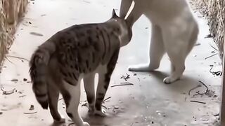 Kumpulan kucing berantem lucu🤣😆