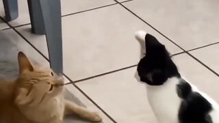 🤣🤣 kucing hahaa