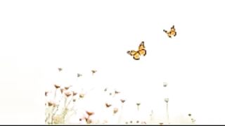 Flowers - Oficial EDM Music