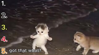 🐱 TOP 5 BEST MEOWTAKEOVER! 😂 Os Gatos Mais Engraçados e Virais