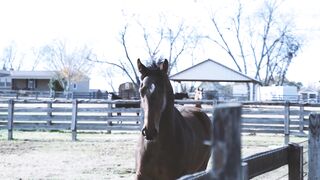 Lindo cavalo