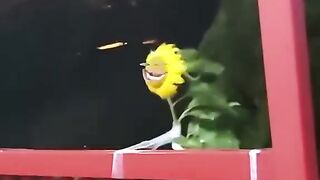 Meme viral 9