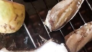 alimento